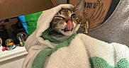 Nova is registered to the contest to win money with this photo: kitten, cat, towel, winking, tongue_out, person, arm, necklace, tattoo, gray_tank_top, indoor, shelf, snow_globe, colorful_background, playful, pet, close_up, cute, wrapped, holding
