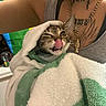 kitten, cat, towel, winking, tongue_out, person, arm, necklace, tattoo, gray_tank_top, indoor, shelf, snow_globe, colorful_background, playful, pet, close_up, cute, wrapped, holding