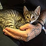 Nova is registered to the contest to win money with this photo: kitten, tabby, cat, tattoo, hand, person, arm, feline, pet, cozy, indoor, resting, curious, domestic_animal, closeup, black_clothing, soft_light, cuddle, young_animal, comfort