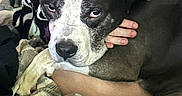 Oreo is registered to the contest to win money with this photo: dog, black_and_white, pet, blanket, cuddle, indoors, human_hand, resting, cozy, fur, animal, comfort, face, ears, nose, paw, person, sitting, closeup, home