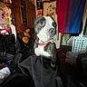 Oreo joined the competition — help win amazing prizes! dog, indoor, stuffed_animal, flag, furniture, decorations, bedroom, pet, collar, black_and_white, curious, cozy, soft_lighting, cluttered, fabric, laundry_basket, wall_art, door, chair, toy