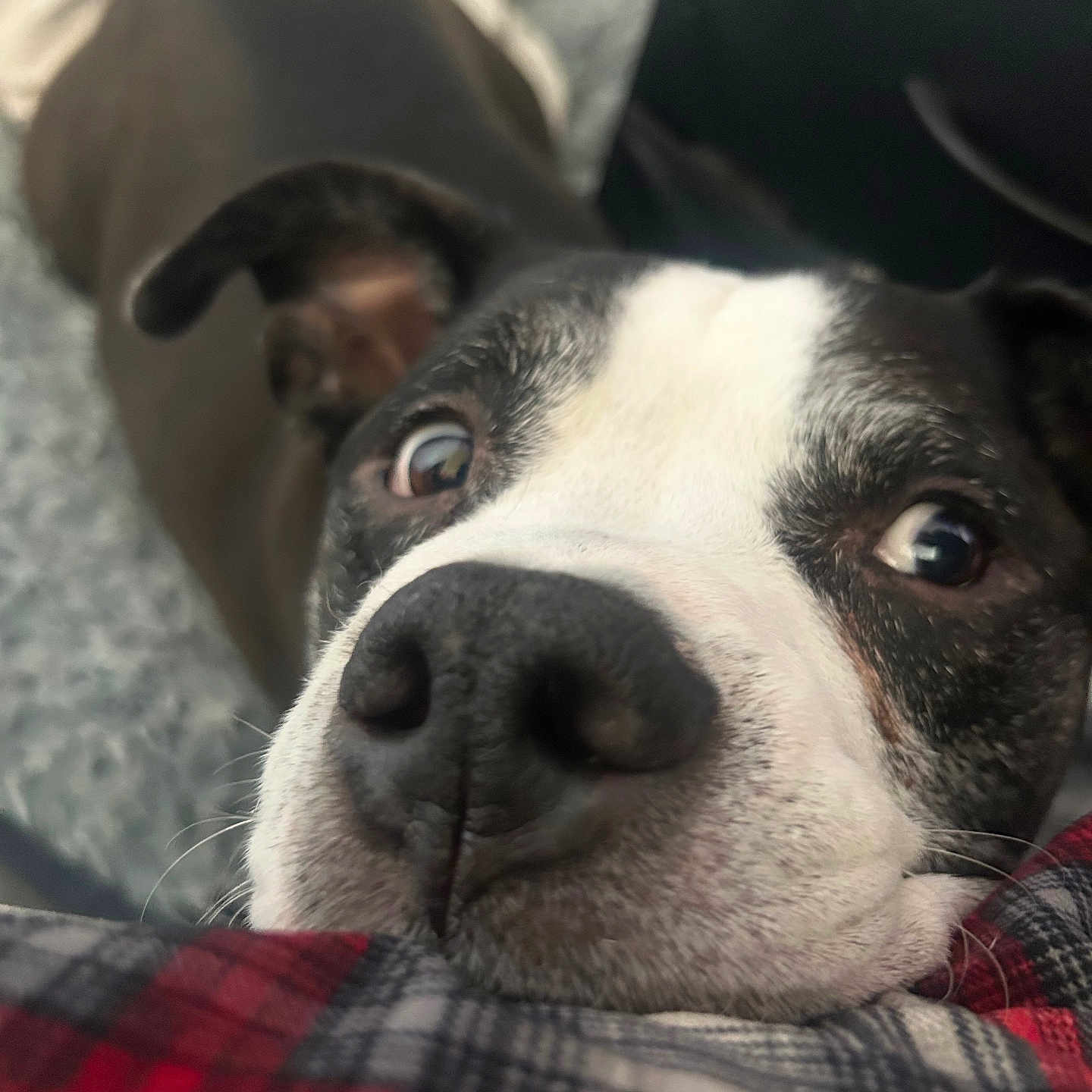 Oreo
