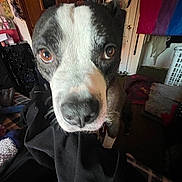 Oreo joined the competition — help win amazing prizes! dog, close_up, indoor, brown_eyes, black_and_white, curious, pet, face, snout, wide_angle, room, door, blanket, laundry_basket, fabric, coat, floor, lighting, portrait, household
