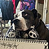 Oreo joined the competition — help win amazing prizes! dog, black_and_white, face, knees, leggings, skeleton_pattern, sketchbook, drawing, barbed_wire, indoor, artwork, poster, chair, clothing, collar, floor, door, refrigerator, room, pet