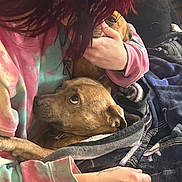 Angel joined the competition — help win amazing prizes! dog, person, tie_dye_sweatshirt, blanket, indoor, brown_dog, hand, cuddle, comfort, pet, warmth, cozy, fur, clothing, resting, snuggle, animal, casual, relaxation, love