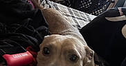 Angel is registered to the contest to win money with this photo: bed, blanket, blinds, brown_dog, casual, clothes, cozy, dog, indoor, lap, laundry_basket, light, looking_up, person, relaxed, resting, room, soft_light, tattoo, window