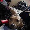 dog, indoor, bed, blanket, laundry_basket, clothes, window, blinds, person, tattoo, resting, lap, light, brown_dog, looking_up, cozy, room, casual, relaxed, soft_light