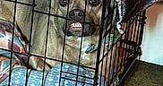 Angel is registered to the contest to win money with this photo: dog, crate, cage, indoor, pet, animal, resting, cushion, blanket, teeth, funny_expression, metal_bars, brown_dog, carpet, collar, pet_bed, closeup, animal_face, canine, home