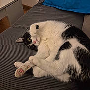 Willow a rejoint le concours — aidez-le/la à gagner de superbes lots ! cat, black_and_white, pet, animal, feline, cute, indoor, couch, furniture, relaxing, paw, stretching, pink_paw_pads, fur, whiskers, yellow_eyes, playful, resting, cozy, home