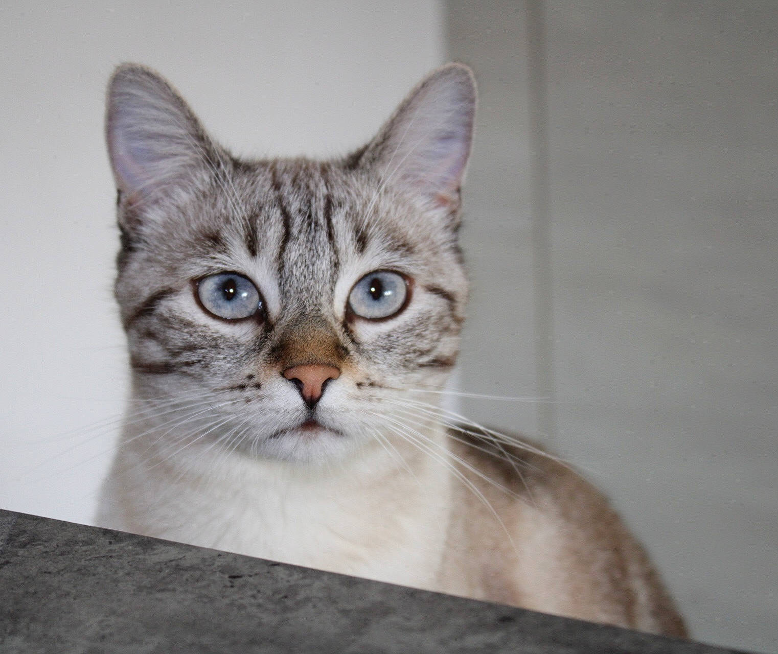 Summer participe au concours pour gagner de l'argent avec cette photo : box, carnivore, cat, domestic_short_haired_cat, door, felidae, fur, paw, photo_caption, small_to_medium_sized_cats, snout, terrestrial_animal, whiskers, window
