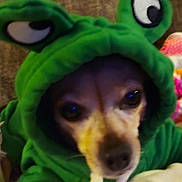 Dot joined the competition — help win amazing prizes! animal, blanket, closeup, clothing, costume, cozy, cute, cute_pet, dog, eyes, face, funny, furry, green, hoodie, indoor, mammal, pet, portrait, puppy