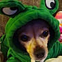 animal, blanket, closeup, clothing, costume, cozy, cute, cute_pet, dog, eyes, face, funny, furry, green, hoodie, indoor, mammal, pet, portrait, puppy