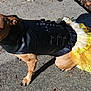 Dot is registered to the contest to win money with this photo: animal, concrete, costume, cute, dog, ears, fashion, fur, leather_jacket, looking_back, outdoor, pavement, paw, pet_clothing, shadow, sidewalk, small_dog, sunlight, tail, yellow_skirt