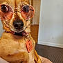 Dot joined the competition — help win amazing prizes! accessory, animal, brown_fur, casual, close_up, companion, cute, dog, domestic_animal, funny, human_hand, indoor, pet, pet_collar, pet_tag, portrait, relaxed, small_dog, sunglasses, watching