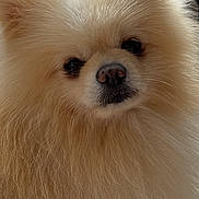 Poppy Micolon participe au concours pour gagner de l'argent avec cette photo : dog, pomeranian, fluffy, cream_color, pet, animal, indoor, close_up, fur, cute, face, nose, ears, soft_light, portrait, small_dog, companion, adorable, friendly, furry