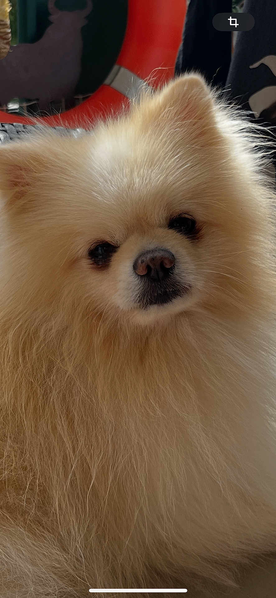Poppy Micolon participe au concours pour gagner de l'argent avec cette photo : dog, pomeranian, fluffy, cream_color, pet, animal, indoor, close_up, fur, cute, face, nose, ears, soft_light, portrait, small_dog, companion, adorable, friendly, furry