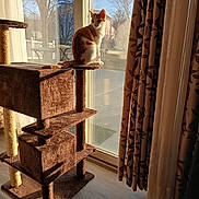 Penelope joined the competition — help win amazing prizes! cat, cat_tree, indoor, sunlight, curtains, glass_door, window, tree, backyard, furniture, orange_cat, white_cat, pet, animal, daylight, shadow, floor, home, relaxing, domestic