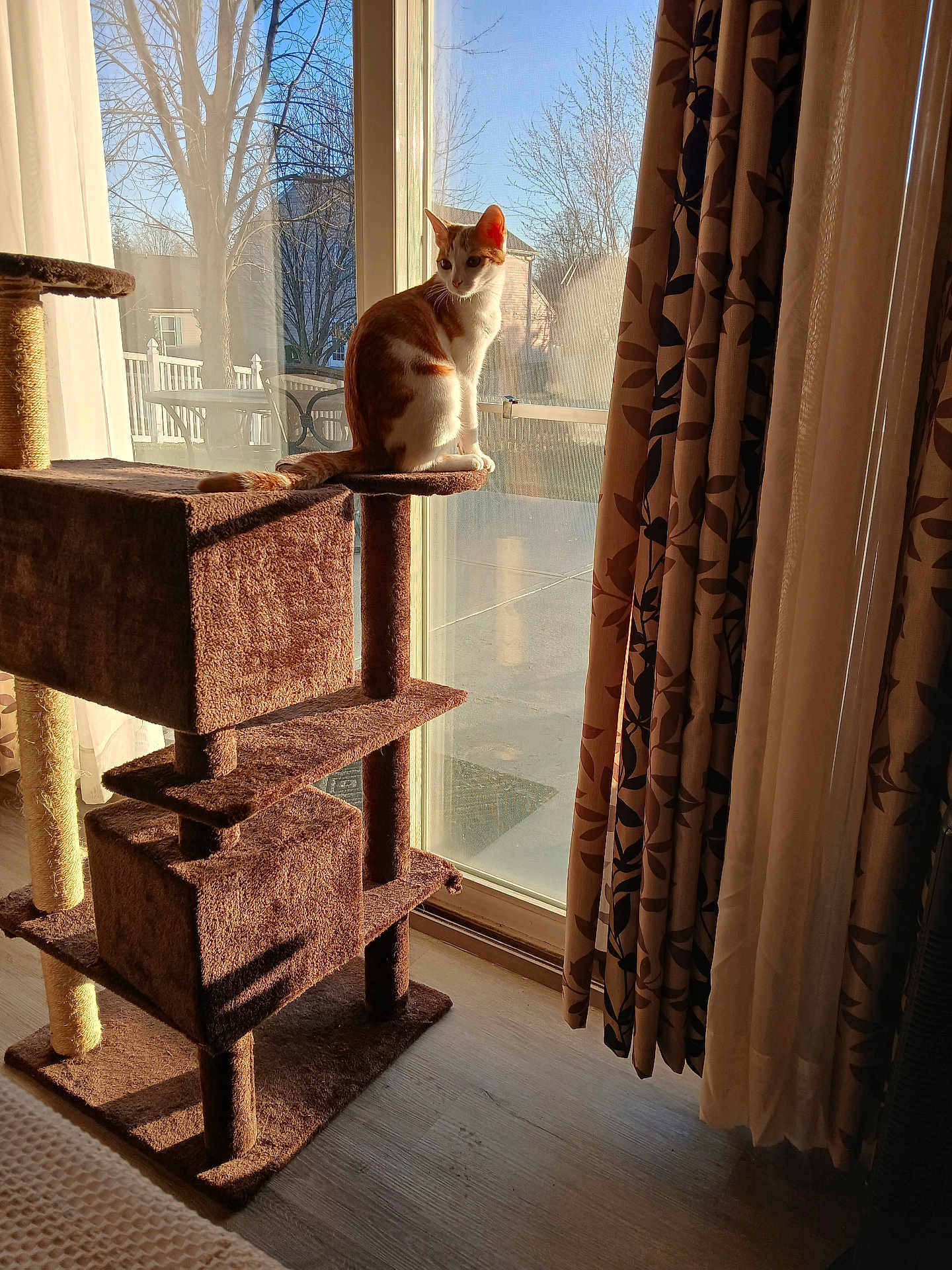 Penelope