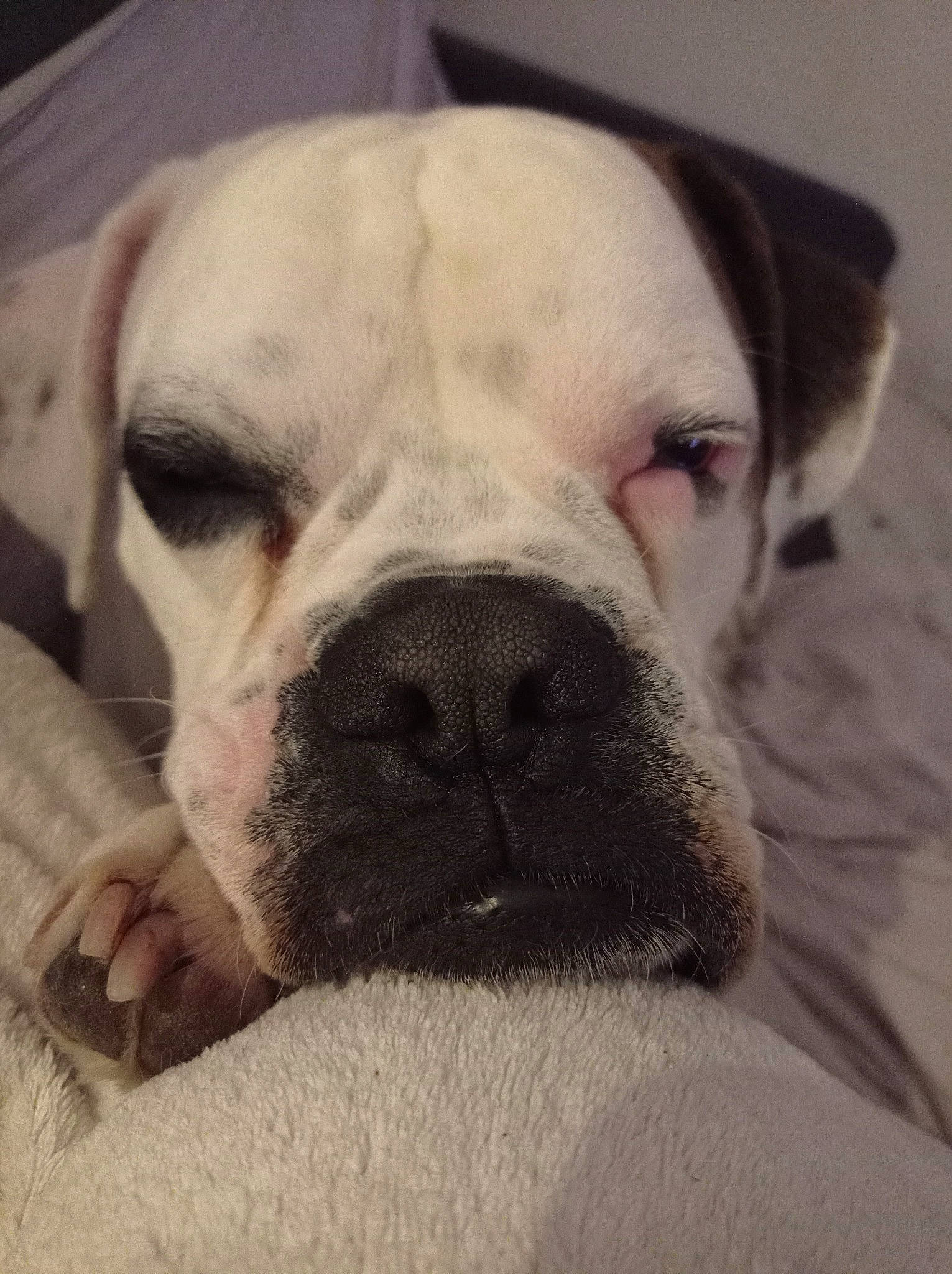Polka participe au concours pour gagner de l'argent avec cette photo : bulldog, canidae, carnivore, close_up, comfort, companion_dog, dog, dog_breed, ear, fawn, fur, grey, monochrome_photography, snout, terrestrial_animal, toy_dog, whiskers, window, working_animal, wrinkle
