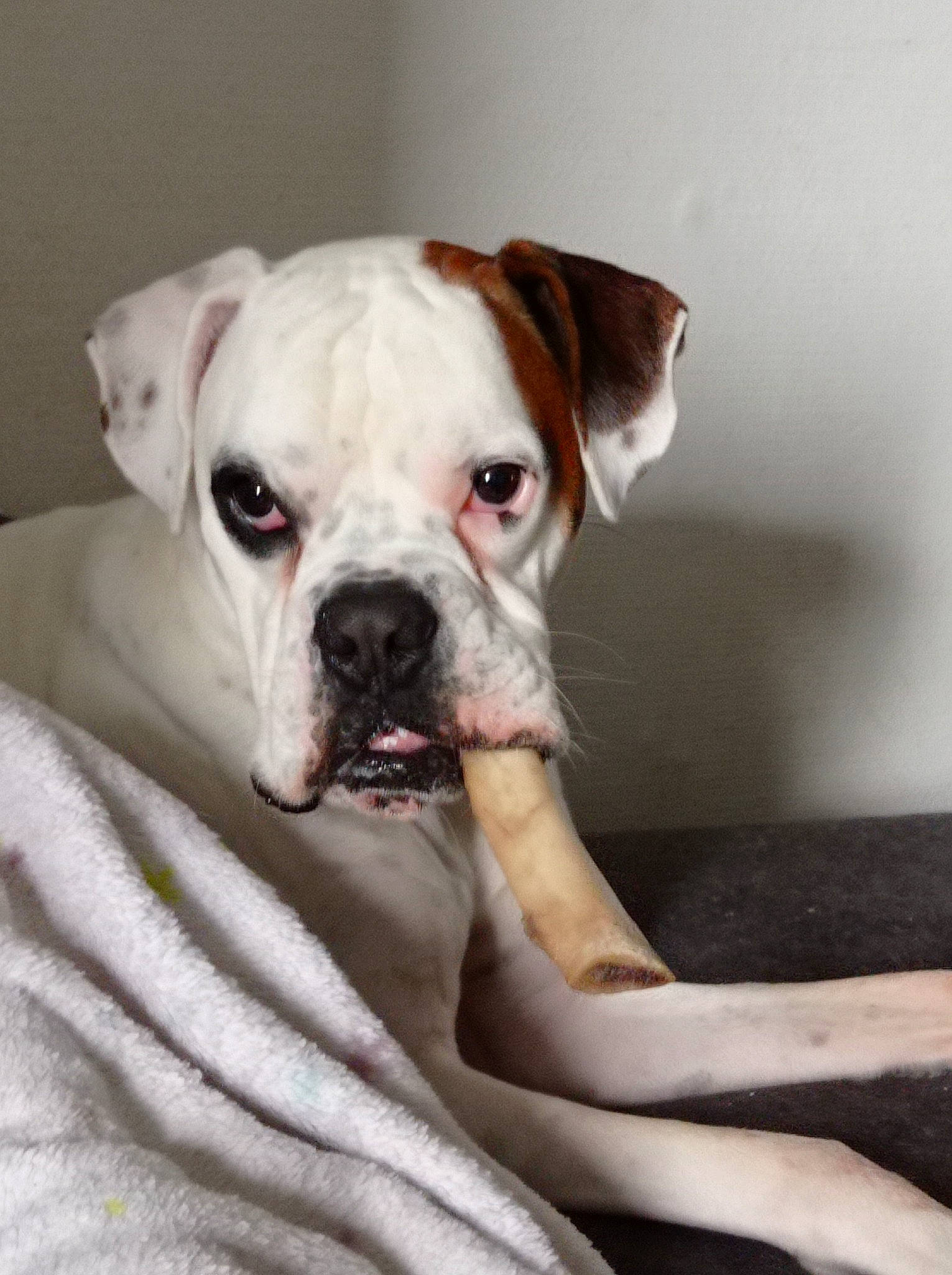 Polka participe au concours pour gagner de l'argent avec cette photo : boxer, canidae, carnivore, collar, comfort, companion_dog, dog, dog_breed, dog_collar, dog_supply, ear, fawn, puppy, snout, sporting_group, terrestrial_animal, whiskers, working_animal, working_dog, wrinkle