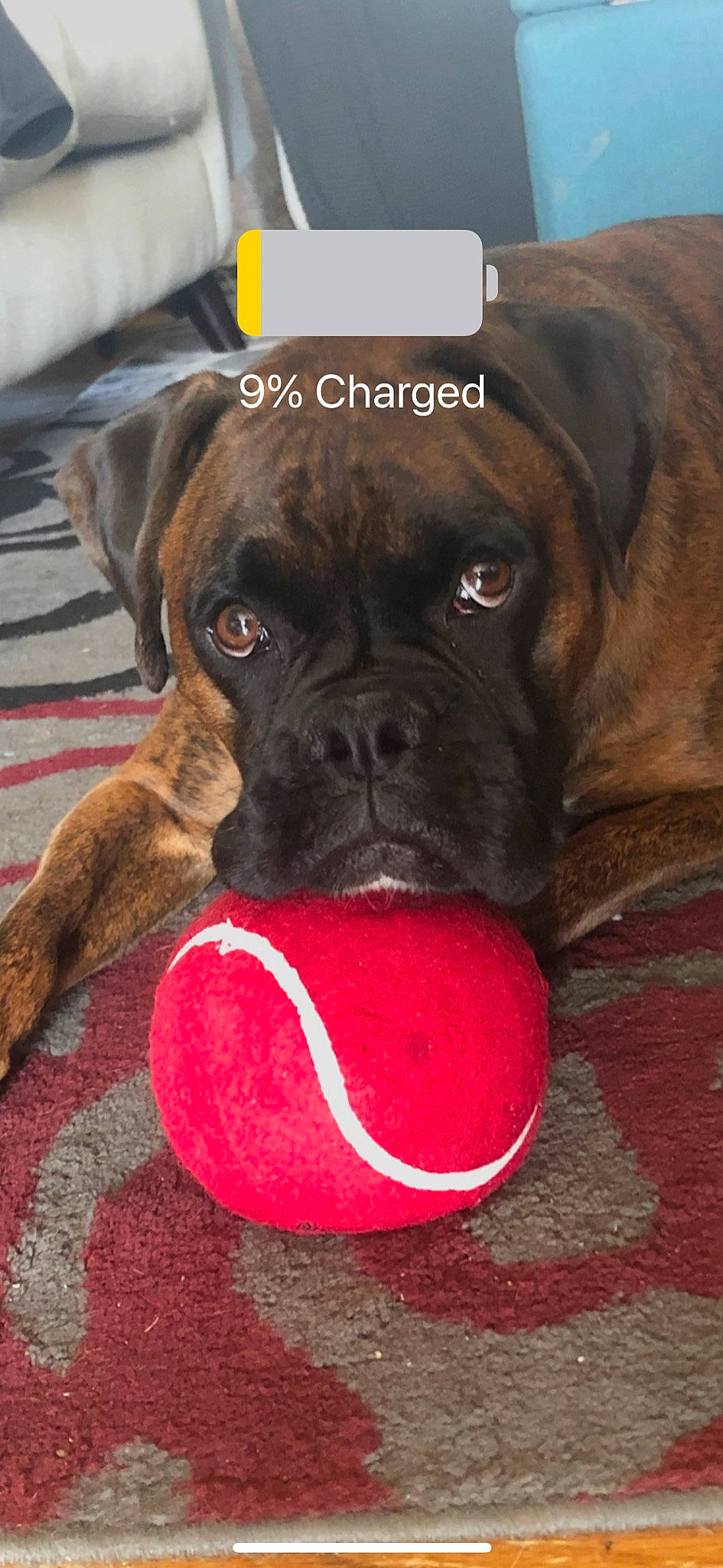 Tigger joined the competition — help win amazing prizes! brown, canidae, carmine, carnivore, companion_dog, dog, dog_breed, dog_supply, dog_toy, fawn, guard_dog, molosser, old_english_bulldog, pet_supply, snout, sporting_group, whiskers, working_animal, working_dog, wrinkle