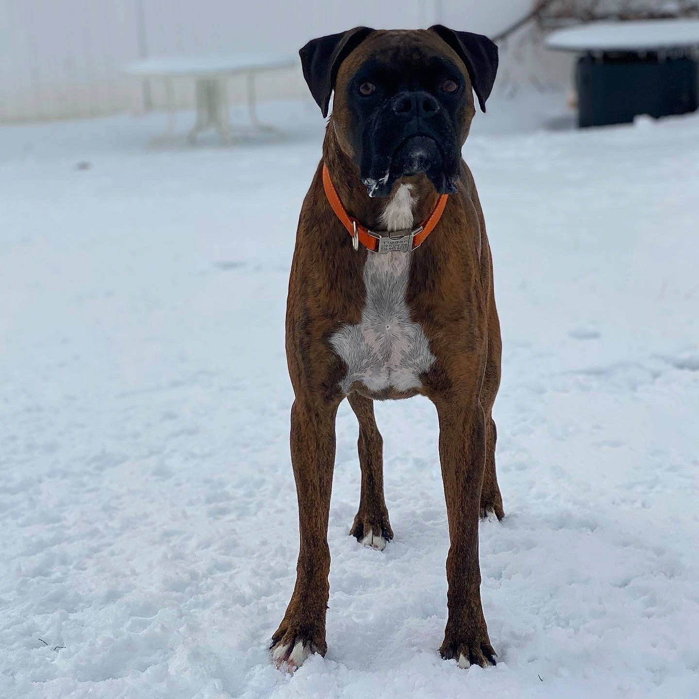 Tigger is registered to the contest to win money with this photo: boxer, canidae, carnivore, collar, companion_dog, dog, dog_breed, dog_collar, dog_supply, fawn, freezing, ice, liver, mammal, pet_supply, snout, snow, sporting_group, winter, working_animal