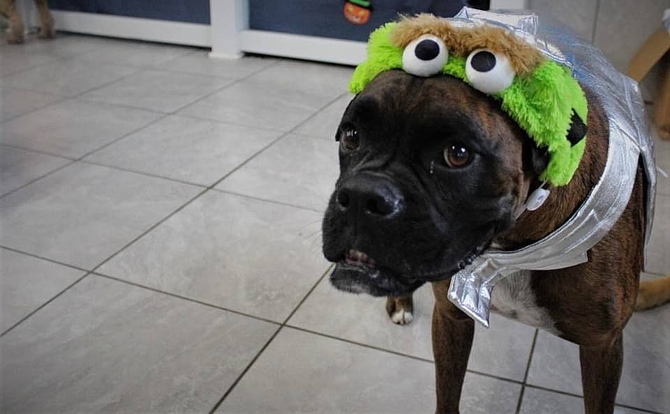 Tigger joined the competition — help win amazing prizes! canidae, carnivore, collar, companion_dog, dog, dog_breed, dog_collar, dog_supply, fawn, floor, flooring, fur, mammal, pet_supply, snout, sporting_group, tile, tile_flooring, whiskers, working_animal