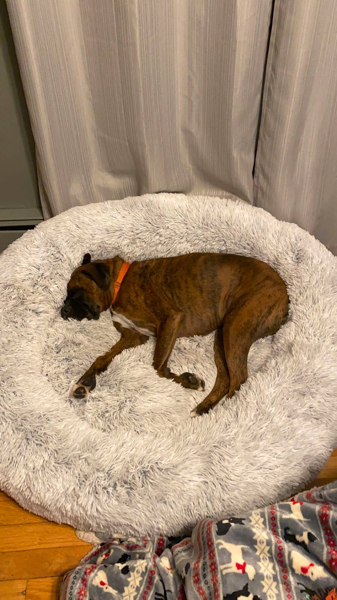 Tigger joined the competition — help win amazing prizes! canidae, carnivore, comfort, companion_dog, dog, dog_bed, dog_breed, dog_supply, fawn, fur, liver, mat, old_english_bulldog, paw, pet_supply, snout, sporting_group, tail, working_animal, working_dog