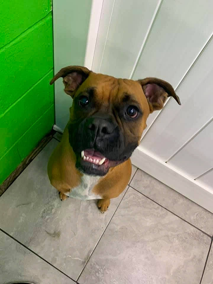 Ruger joined the competition — help win amazing prizes! boxer, canidae, carnivore, companion_dog, dog, dog_breed, fawn, fixture, floor, flooring, liver, mammal, snout, sporting_group, tile, tile_flooring, tongue, whiskers, working_animal, working_dog