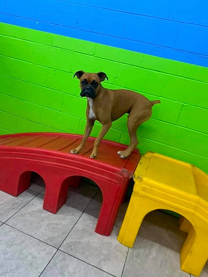 Ruger joined the competition — help win amazing prizes! boxer, canidae, carnivore, collar, companion_dog, dog, dog_breed, dog_supply, fawn, guard_dog, liver, outdoor_furniture, outdoor_table, pet_supply, plastic, snout, sporting_group, tail, working_animal, working_dog