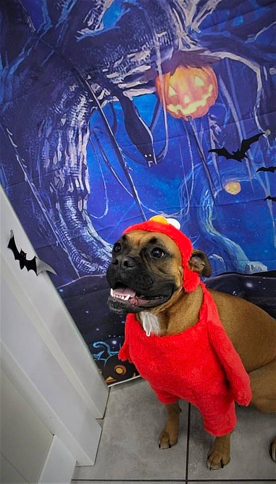 Ruger is registered to the contest to win money with this photo: aircraft, airplane, canidae, carnivore, collar, companion_dog, dog, dog_breed, dog_collar, dog_supply, fawn, fixture, leash, military_aircraft, painting, pet_supply, pug, snout, sporting_group, working_animal