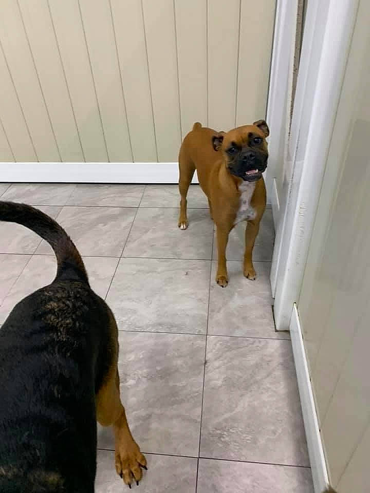 Ruger joined the competition — help win amazing prizes! boxer, canidae, carnivore, collar, companion_dog, dog, dog_breed, fawn, floor, flooring, guard_dog, liver, molding, paw, snout, sporting_group, tail, tile, working_animal, working_dog