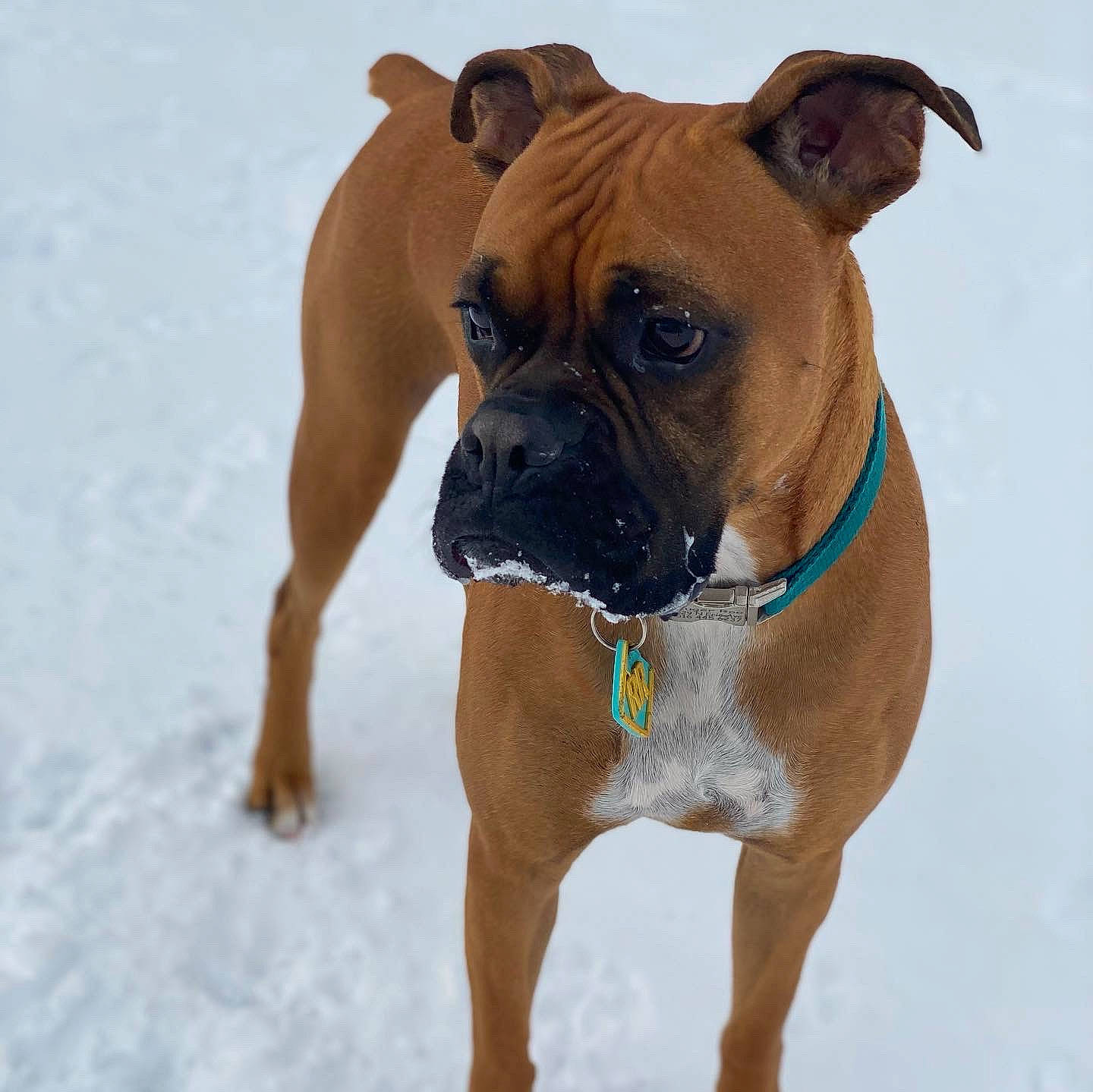 Ruger is registered to the contest to win money with this photo: beige, boxer, brown, canidae, carnivore, collar, companion_dog, dog, dog_breed, dog_collar, fawn, liver, pet_supply, skin, snout, snow, tan, whiskers, working_animal, wrinkle