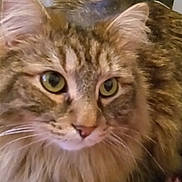 Tigger joined the competition — help win amazing prizes! cat, tabby, fluffy, green_eyes, pet, indoor, blanket, red, white, furniture, door, closeup, animal, whiskers, ears, fur, household, relaxed, domestic, cozy