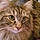 Tigger