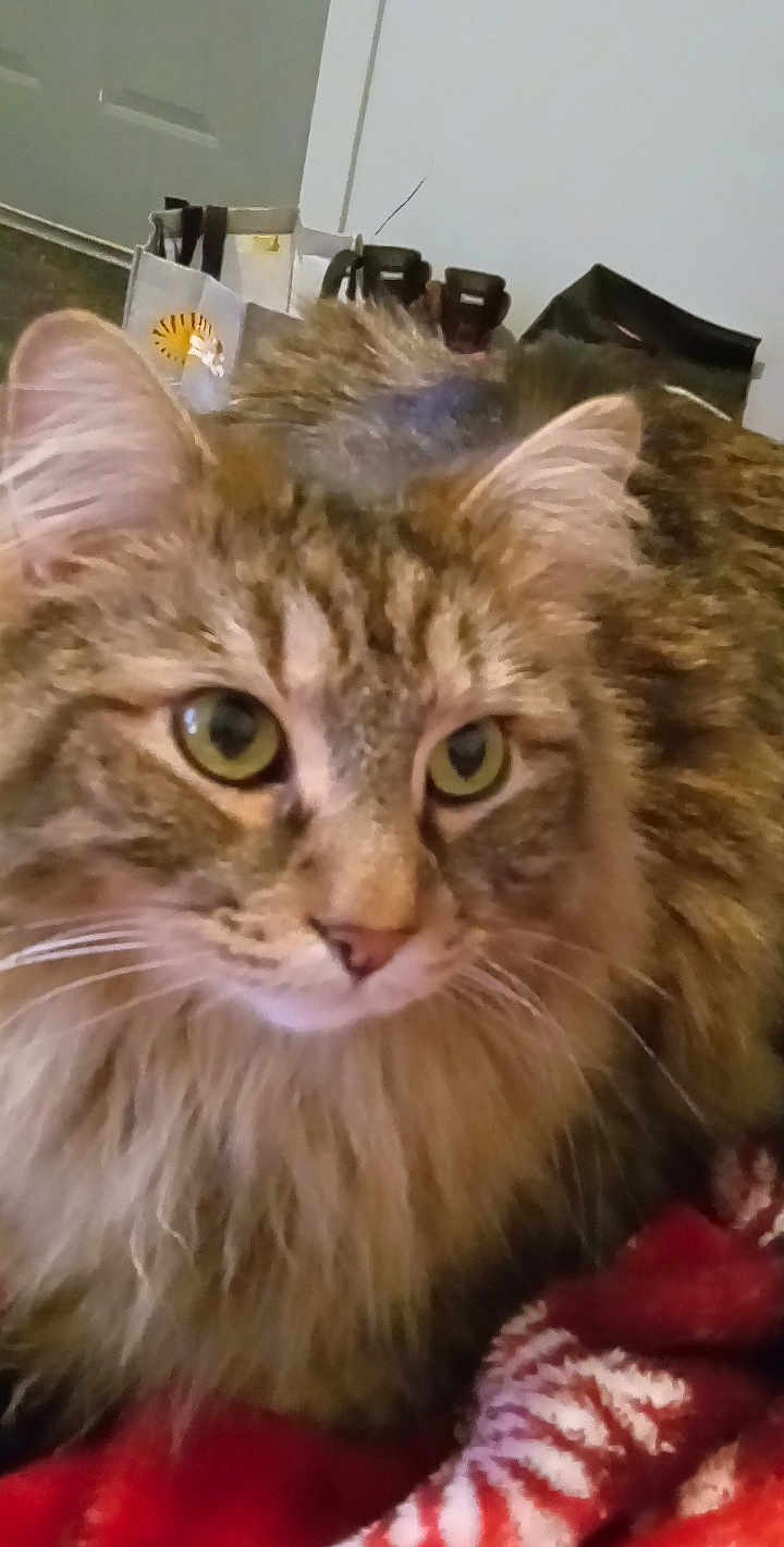 Tigger