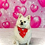 Bubby joined the competition — help win amazing prizes! dog, white_dog, bandana, red_bandana, heart_background, pink_background, fluffy, cute, pet, indoor, sitting, portrait, love, valentine, soft_surface, animal, adorable, small_dog, furry, friendly