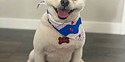 Bubby joined the competition — help win amazing prizes! dog, white_dog, bandana, pet, smiling, happy, tongue_out, indoor, floor, wooden_floor, cute, small_dog, fluffy, sitting, portrait, animal, canine, friendly, domestic_animal, adorable