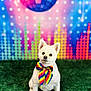 Bubby joined the competition — help win amazing prizes! dog, white_dog, bow_tie, rainbow, disco_ball, colorful_background, green_turf, pet, cute, studio_shot, portrait, animal, fluffy, party, festive, decor, indoor, sitting, looking_at_camera, celebration
