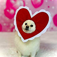 Bubby joined the competition — help win amazing prizes! dog, white_dog, heart_shape, costume, pet, animal, cute, fluffy, portrait, pink_background, valentine, love, indoor, close_up, face, funny, adorable, sitting, furry, holiday