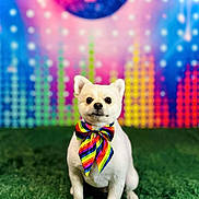 Baby Bear is registered to the contest to win money with this photo: dog, white_dog, bow_tie, rainbow, disco_ball, green_carpet, colorful_background, party, pet, cute, portrait, indoor, animal, celebration, festive, fun, studio, groomed, small_dog, bright_colors