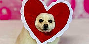 Baby Bear joined the competition — help win amazing prizes! dog, white_dog, heart_shape, valentines_day, pink_background, cute, pet, fluffy, portrait, animal, love, festive, costume, face_frame, adorable, indoor, soft_texture, holiday, decor, posing