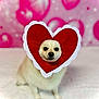 dog, white_dog, heart_shape, valentines_day, pink_background, cute, pet, fluffy, portrait, animal, love, festive, costume, face_frame, adorable, indoor, soft_texture, holiday, decor, posing