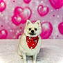 Baby Bear is registered to the contest to win money with this photo: dog, white_dog, fluffy, bandana, red_bandana, heart_background, pink_background, pet, cute, portrait, indoor, sitting, small_dog, adorable, animal, furry, friendly, studio, love, valentine