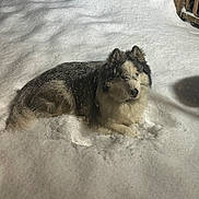 Sitka joined the competition — help win amazing prizes! dog, husky, snow, winter, outdoor, fluffy, pet, animal, cold, fur, deck, wood, resting, snowfall, nature, cute, canine, laying, frozen, wintertime