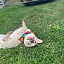 Ghost joined the competition — help win amazing prizes! dog, french_bulldog, pet, grass, bandana, outdoor, playful, lying_on_back, upside_down, tongue_out, paws, collar, close_up, shallow_depth_of_field, backyard, vehicle, blurred_background, cute, happy, portrait