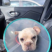 Ghost joined the competition — help win amazing prizes! dog, french_bulldog, cone_of_shame, elizabethan_collar, car_interior, passenger_seat, window, side_mirror, cloudy_sky, leather_seat, closeup, portrait, sad_expression, vet_visit, travel, plastic_collar, door_handle, seatbelt, white_car_outside, pet
