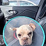 dog, french_bulldog, cone_of_shame, elizabethan_collar, car_interior, passenger_seat, window, side_mirror, cloudy_sky, leather_seat, closeup, portrait, sad_expression, vet_visit, travel, plastic_collar, door_handle, seatbelt, white_car_outside, pet