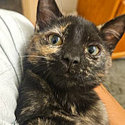 Elvira is registered to the contest to win money with this photo: animal, cat, close_up, curious, cute, domestic, ears, eyes, face, feline, focus, fur, holding, human_hand, indoor, mammal, pet, portrait, tortoiseshell, whiskers