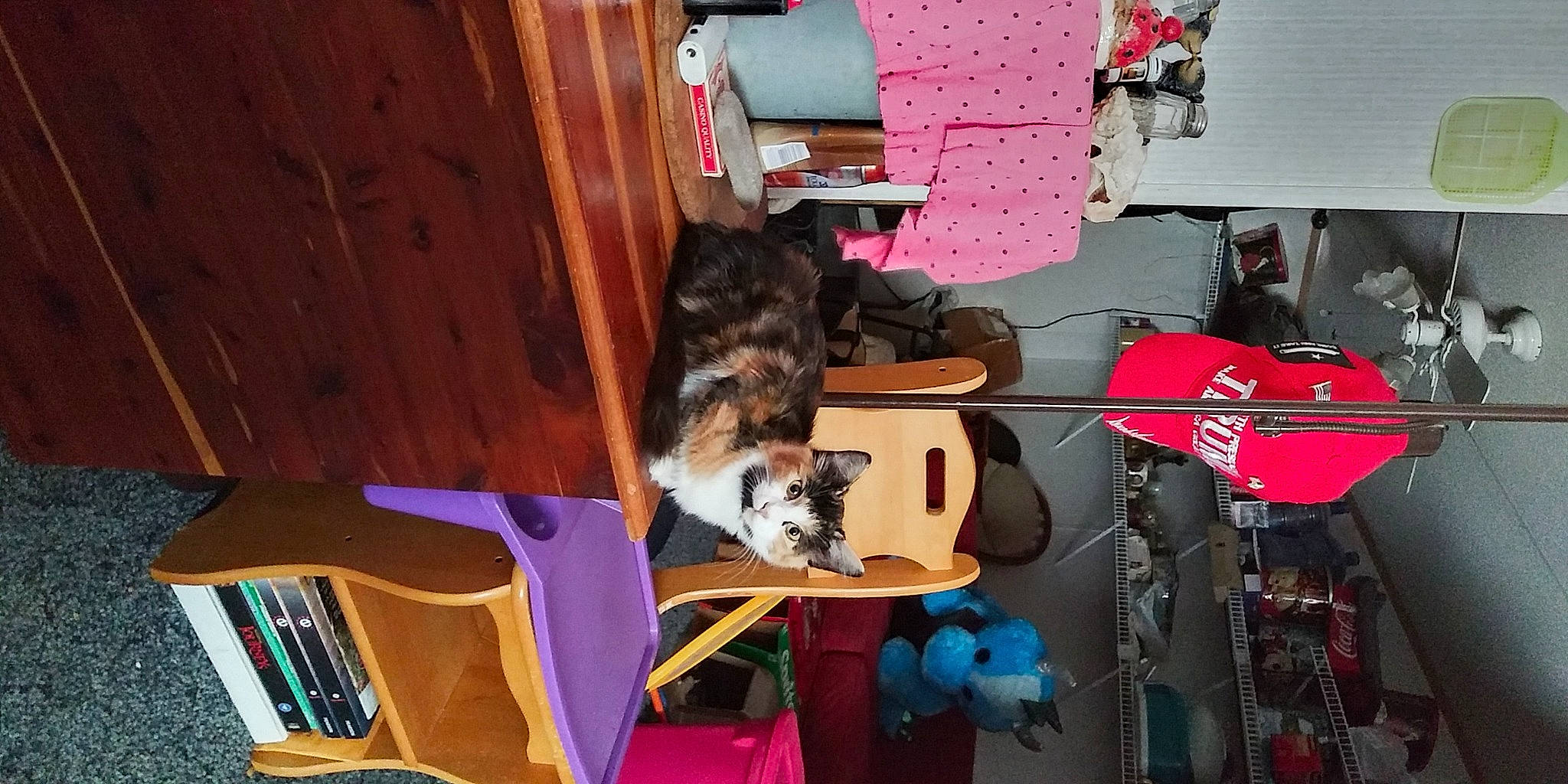 Puzzle joined the competition — help win amazing prizes! carmine, carnivore, cat, chair, felidae, fur, guitar, hardwood, magenta, musical_instrument, room, small_to_medium_sized_cats, sporting_group, tail, visual_arts, whiskers, wood